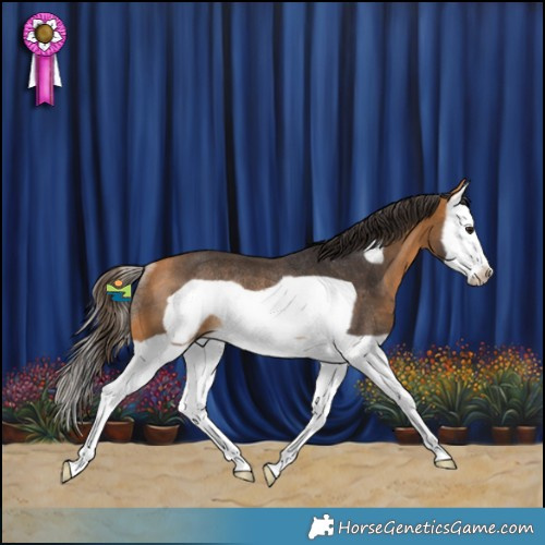 Horse Color:Buckskin Splash Frame Rabicano 