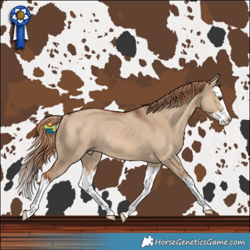 Horse Color:Red Dun Splash Rabicano 