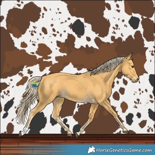 Horse Color:Palomino Rabicano 