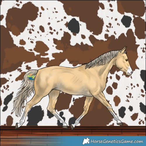 Horse Color:Palomino Dun Rabicano 