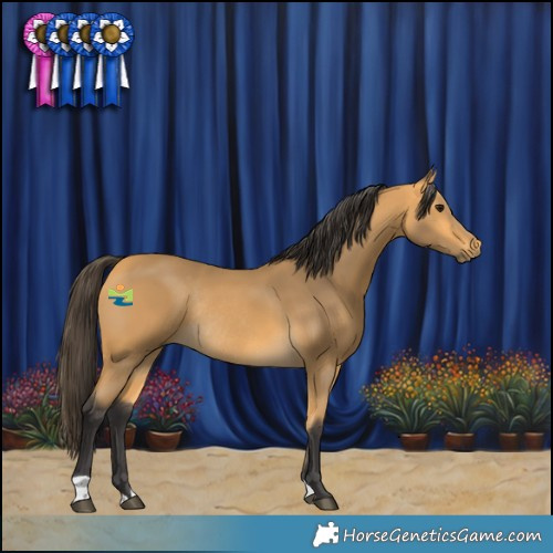 Horse Color:Buckskin Rabicano 