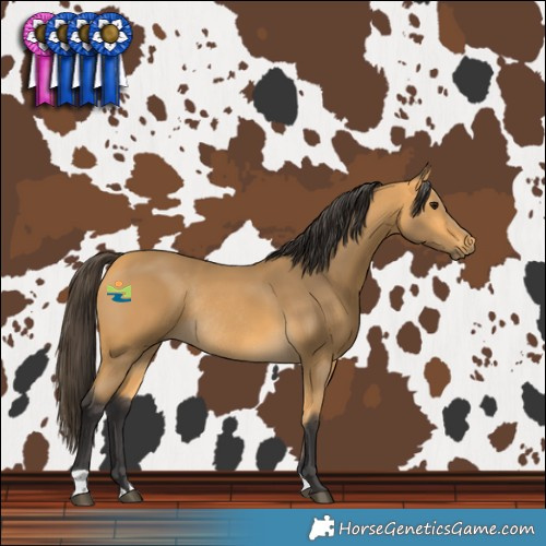 Horse Color:Buckskin Rabicano 