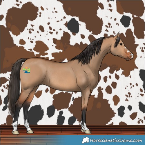 Horse Color:Bay Dun Rabicano 