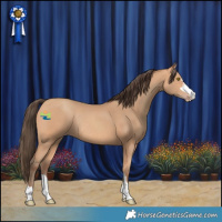 Horse Color:Amber Champagne Rabicano 