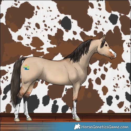 Horse Color:Bay Dun Rabicano 