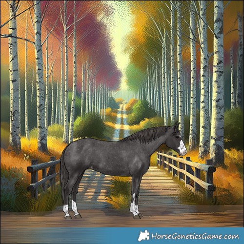 Horse Color:Smoky Black Appaloosa 