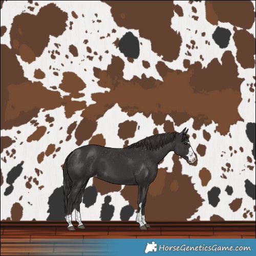Horse Color:Smoky Black Varnish 