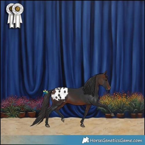 Horse Color:Brown Appaloosa 
