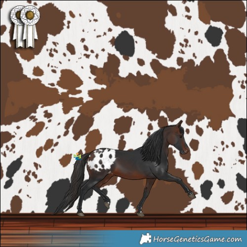 Horse Color:Brown Blanket 