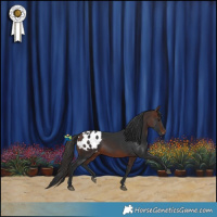 Horse Color:Brown Appaloosa