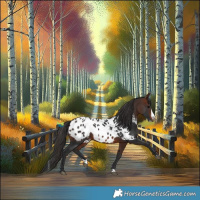 Horse Color:Brown Splash Appaloosa 