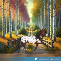 Horse Color:Brown Splash Appaloosa 