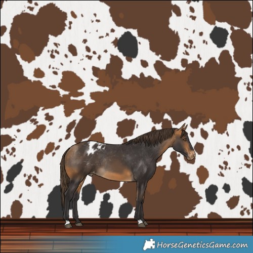 Horse Color:Buckskin Varnish Rabicano 