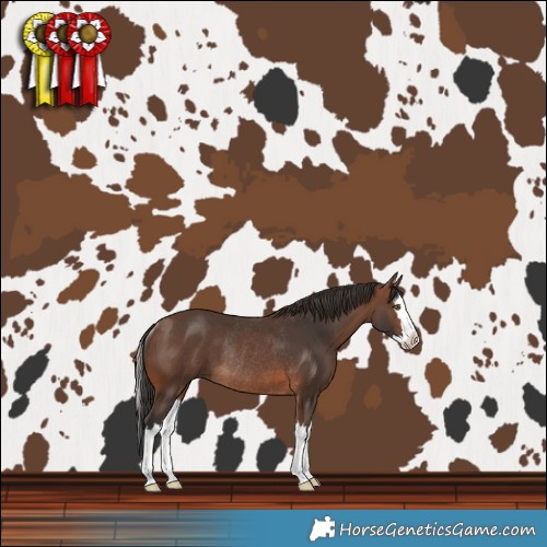 Horse Color:Brown Splash Rabicano 