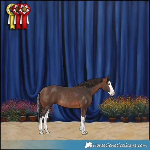 Horse Color:Brown Splash Rabicano 