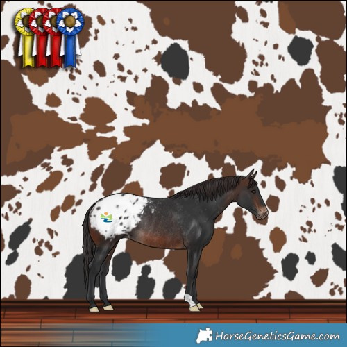 Horse Color:Brown Blanket Rabicano 
