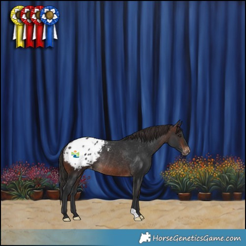 Horse Color:Brown Appaloosa Rabicano 