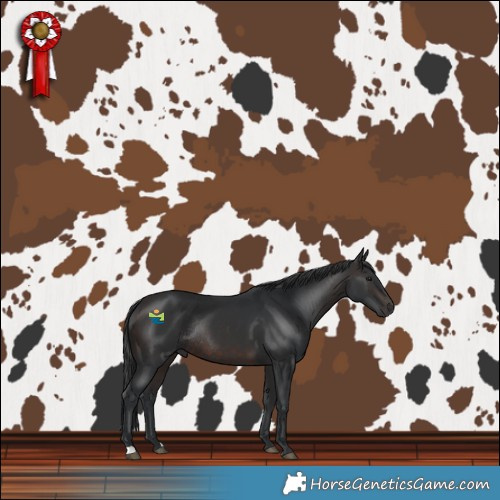 Horse Color:Brown Rabicano 