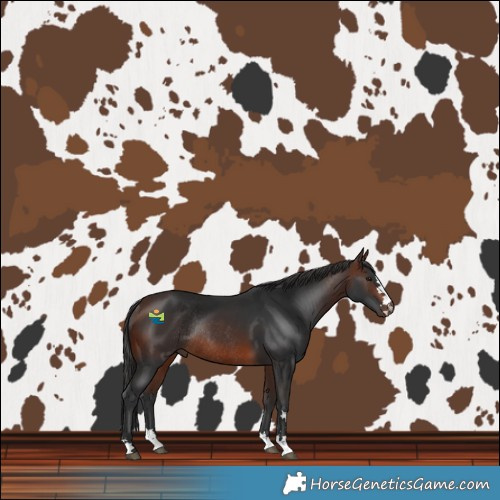 Horse Color:Brown Rabicano 