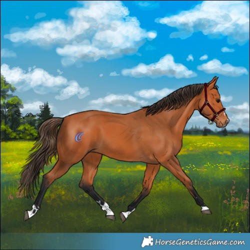 Horse Color:Bay 