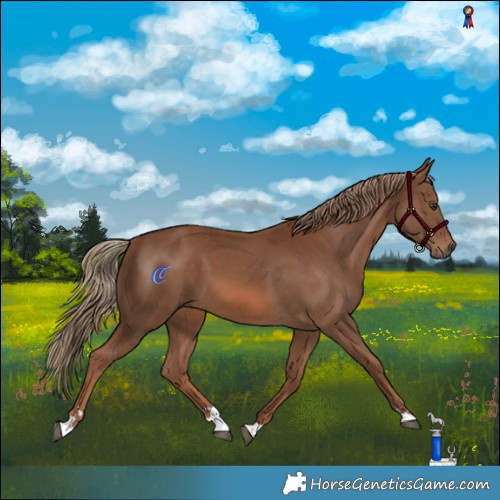 Horse Color:Chestnut 