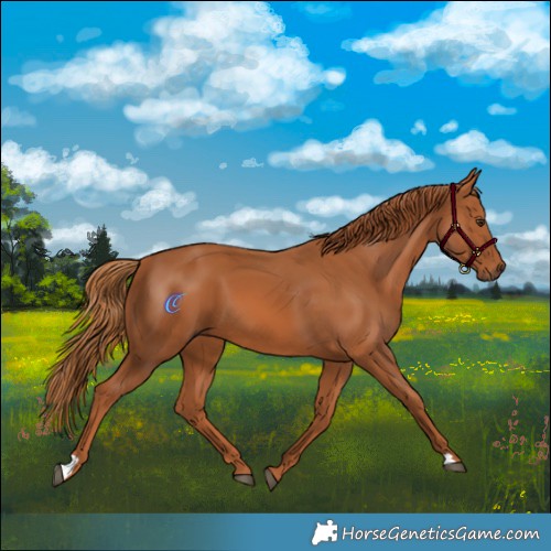 Horse Color:Chestnut 