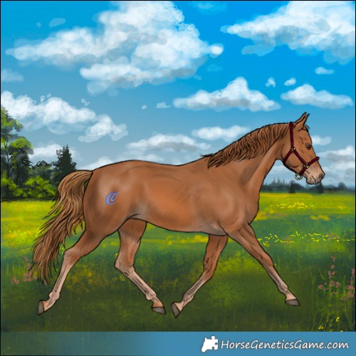 Horse Color:Chestnut 