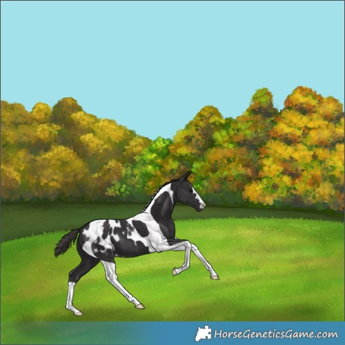 Horse Color:Smoky Black Tobiano Appaloosa 