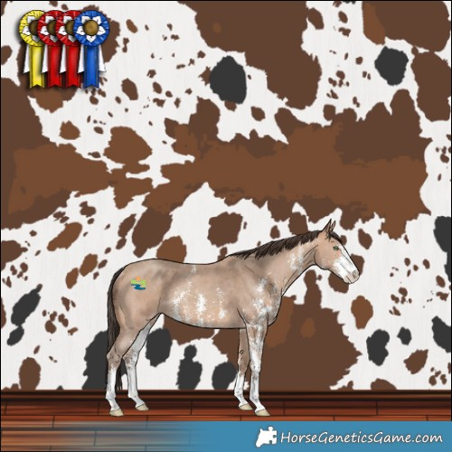 Horse Color:Amber Champagne Sabino Rabicano 
