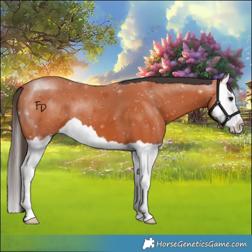 Horse Color:Bay Splash 