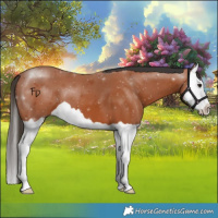 Horse Color:Bay Splash 