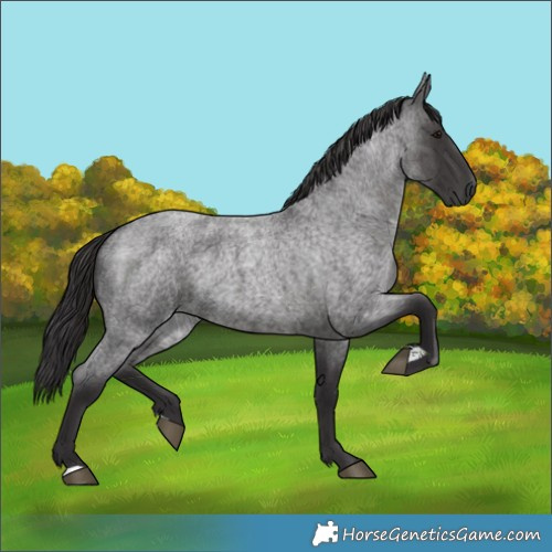 Horse Color:Smoky Blue Roan 