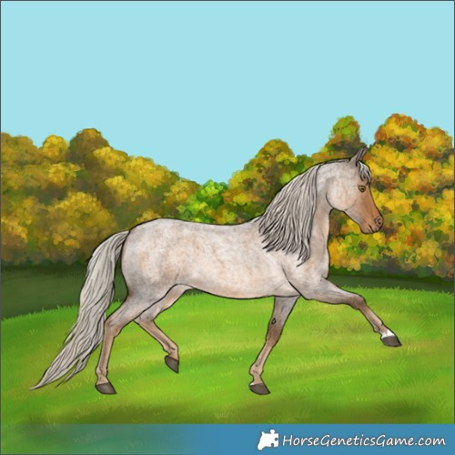 Horse Color:Chocolate Palomino Roan 