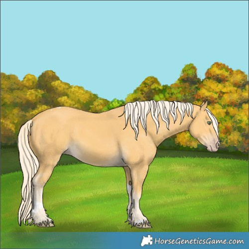 Horse Color:Gold Cream Champagne Tobiano 