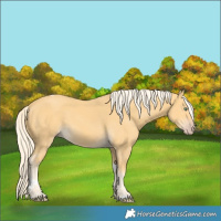 Horse Color:Gold Cream Champagne Tobiano 