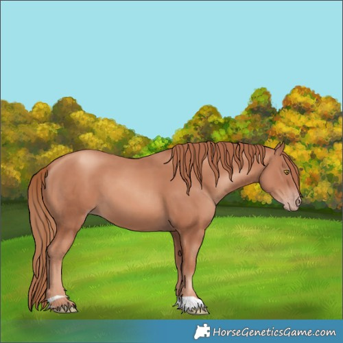 Horse Color:Gold Champagne 