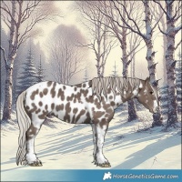 Horse Color:Silver Black Tobiano Appaloosa