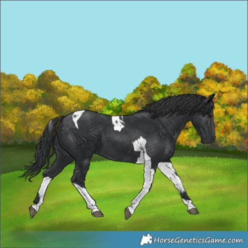 Horse Color:Black Tobiano  and Black Tobiano 
