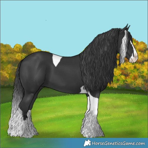Horse Color:Black Splash Tobiano
