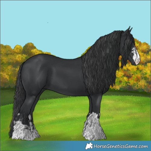 Horse Color:Black  and Black 
