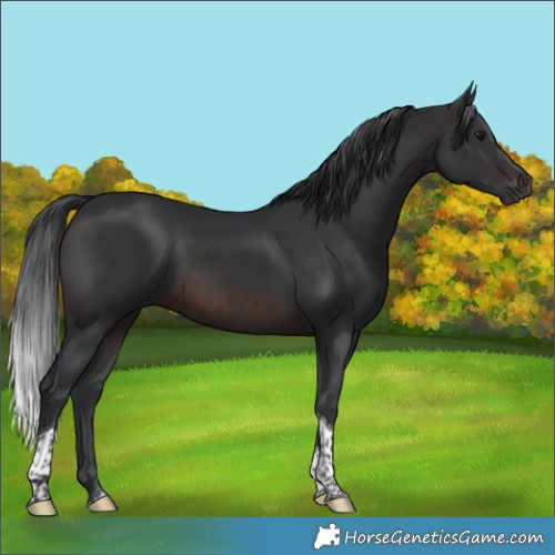 Horse Color:Brown Tobiano 