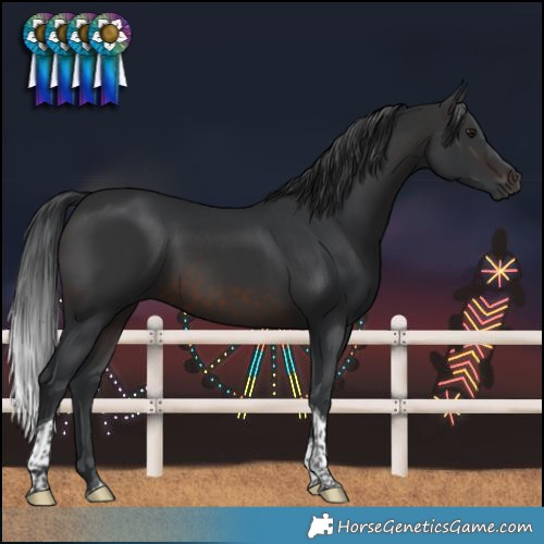 Horse Color:Brown Tobiano 