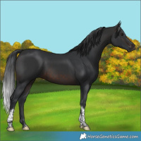 Horse Color:Brown Tobiano 