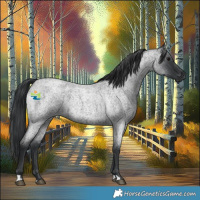 Horse Color:Blue Roan 