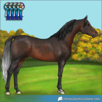 Horse Color:Brown 