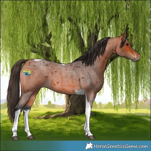 Horse Color:Bay Roan Tobiano