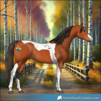 Horse Color:Bay Tobiano Rabicano 