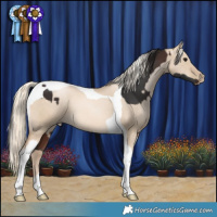 Horse Color:Brown Tobiano and Chocolate Palomino Pearl Dun Tobiano