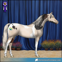 Horse Color:Brown Tobiano and Chocolate Palomino Pearl Dun Tobiano