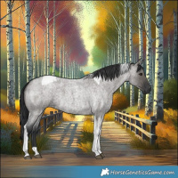 Horse Color:Grullo Roan Tobiano 
